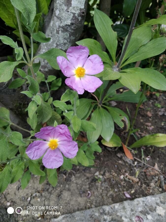 Cistus × incanus flower