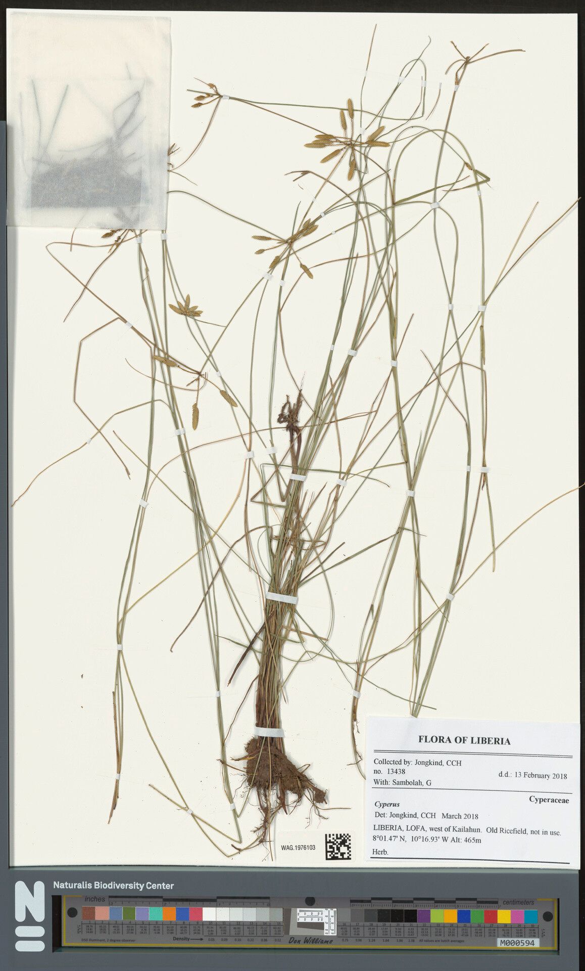 Cyperus pseudodiaphanus — houseplant care guide