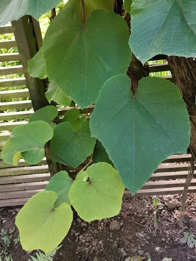 Vitis coignetiae — search result for 'Vitis'