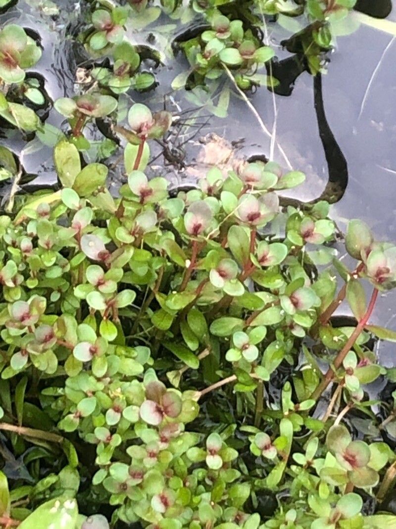 Lythrum portula — search result for 'Lythraceae'