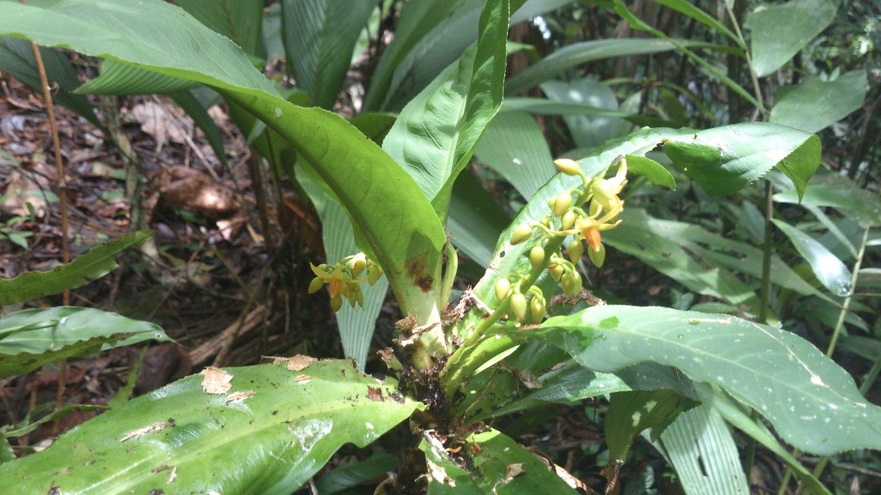 Ouratea crassinervia — houseplant care guide