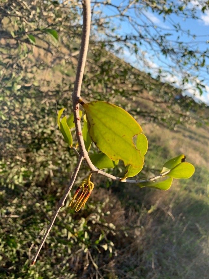 Amyema congener — search result for 'Elaeodendron'