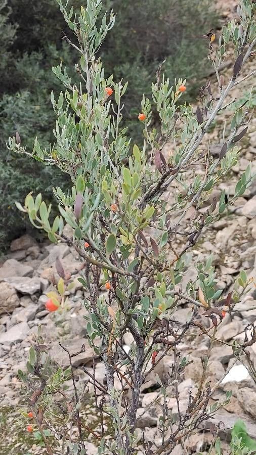 Osyris quadripartita leaf