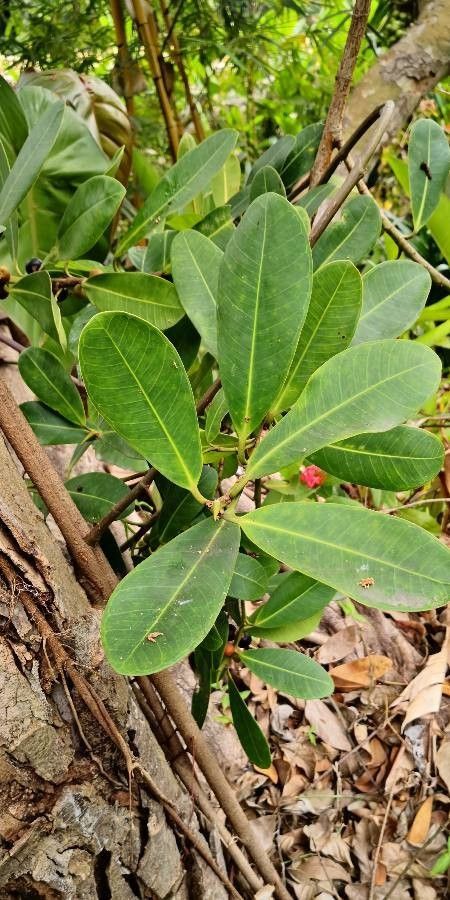 Ficus concinna — houseplant care guide