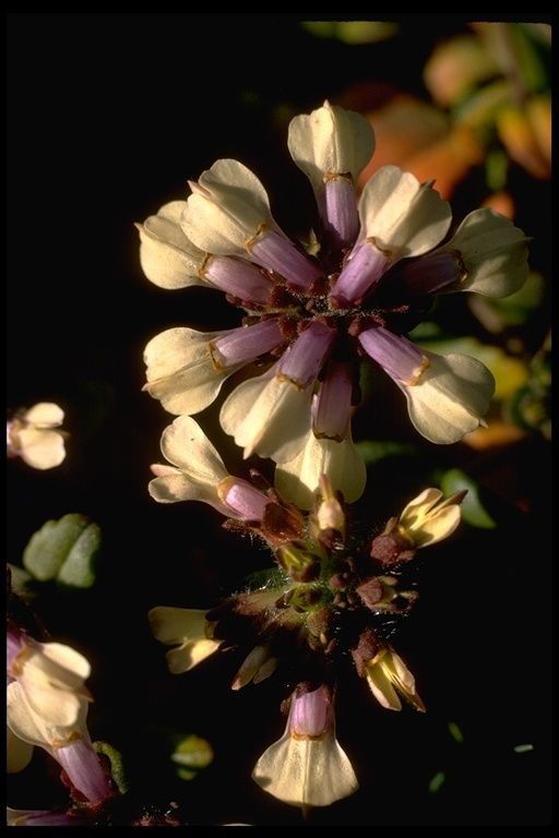 Collinsia corymbosa flower