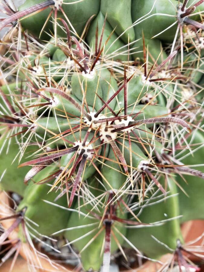 Ferocactus emoryi — unique fruits houseplant