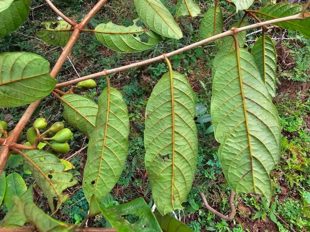 Keetia acuminata other
