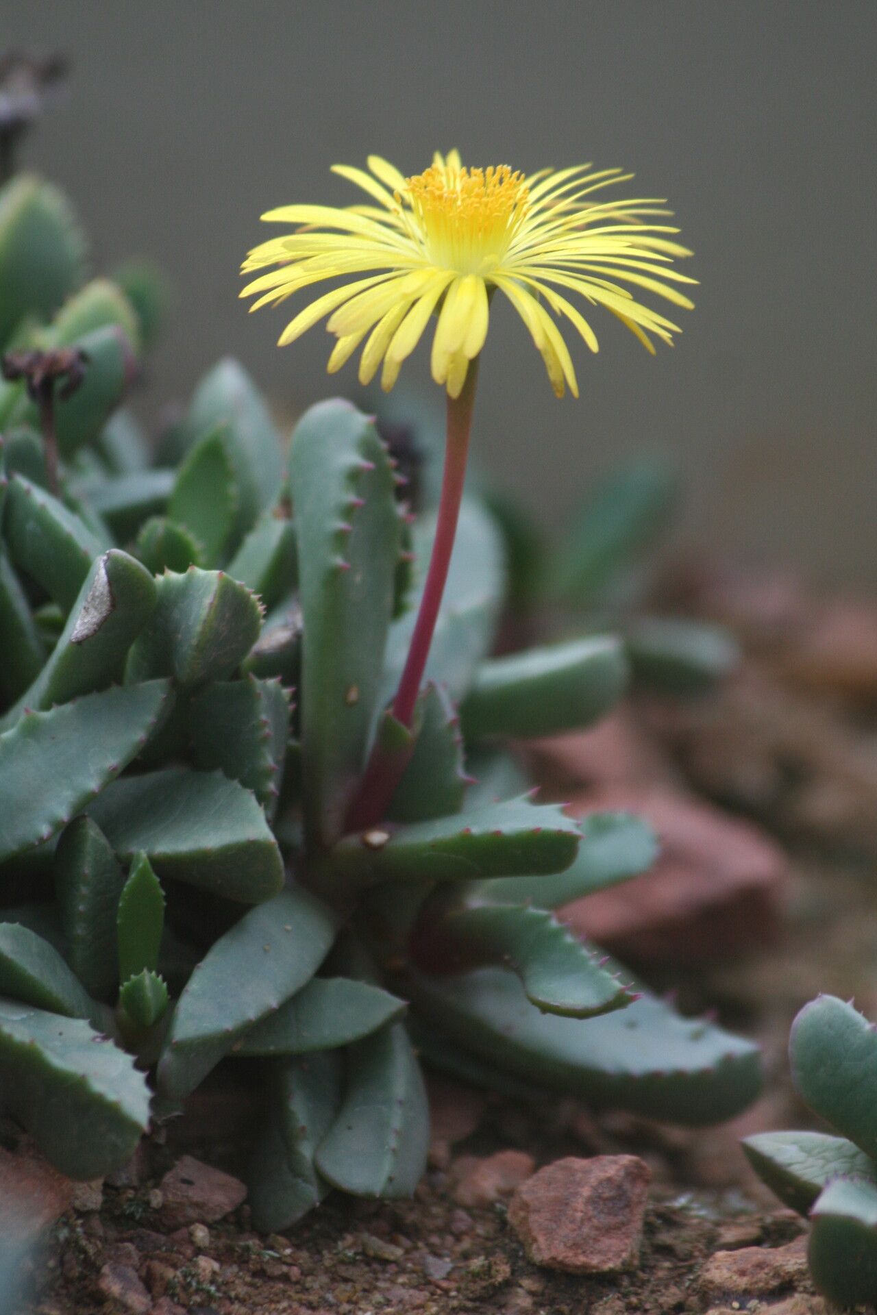 Carruanthus ringens flower