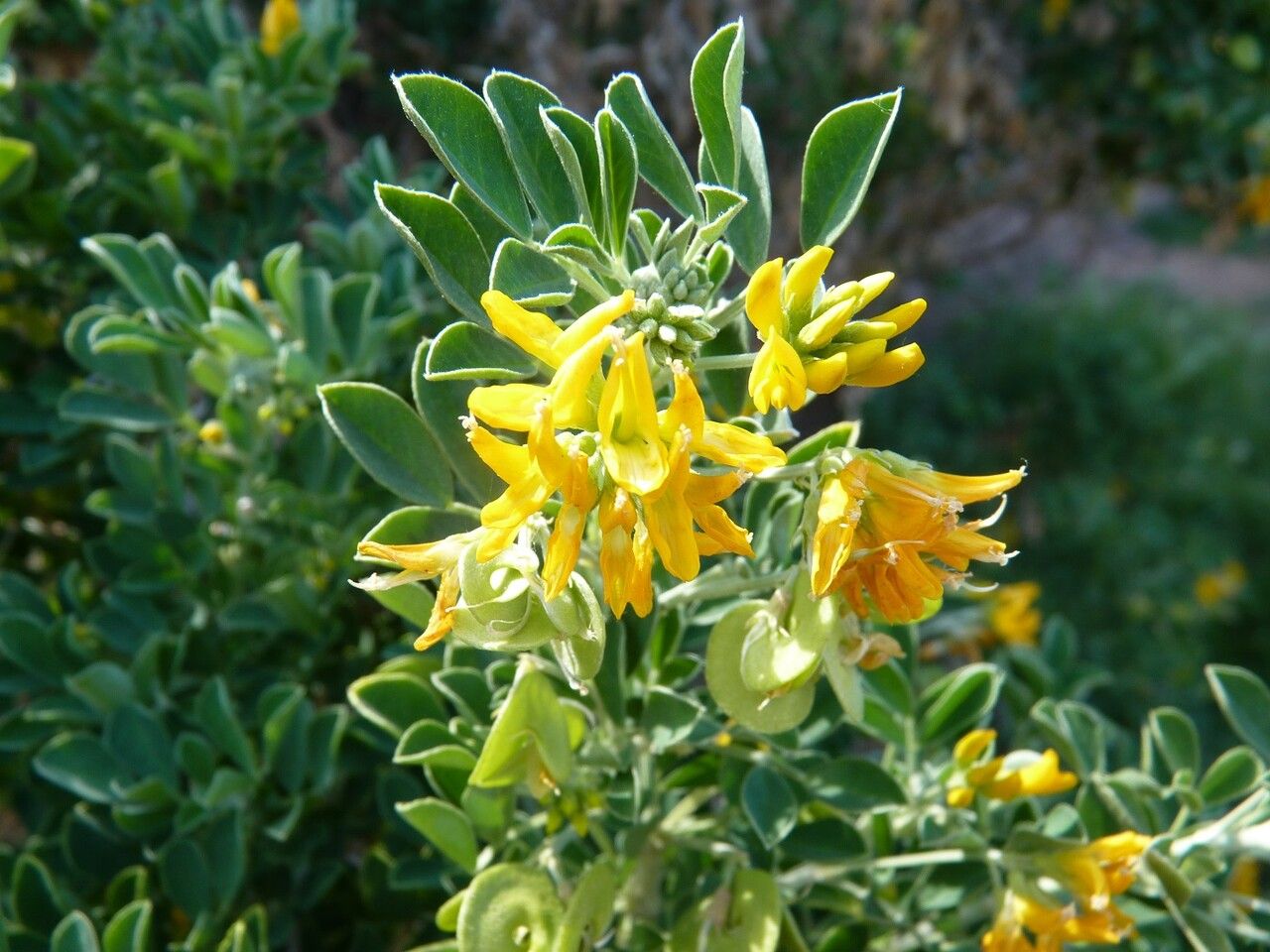 Medicago arborea