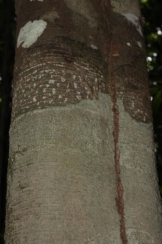 Inga marginata bark
