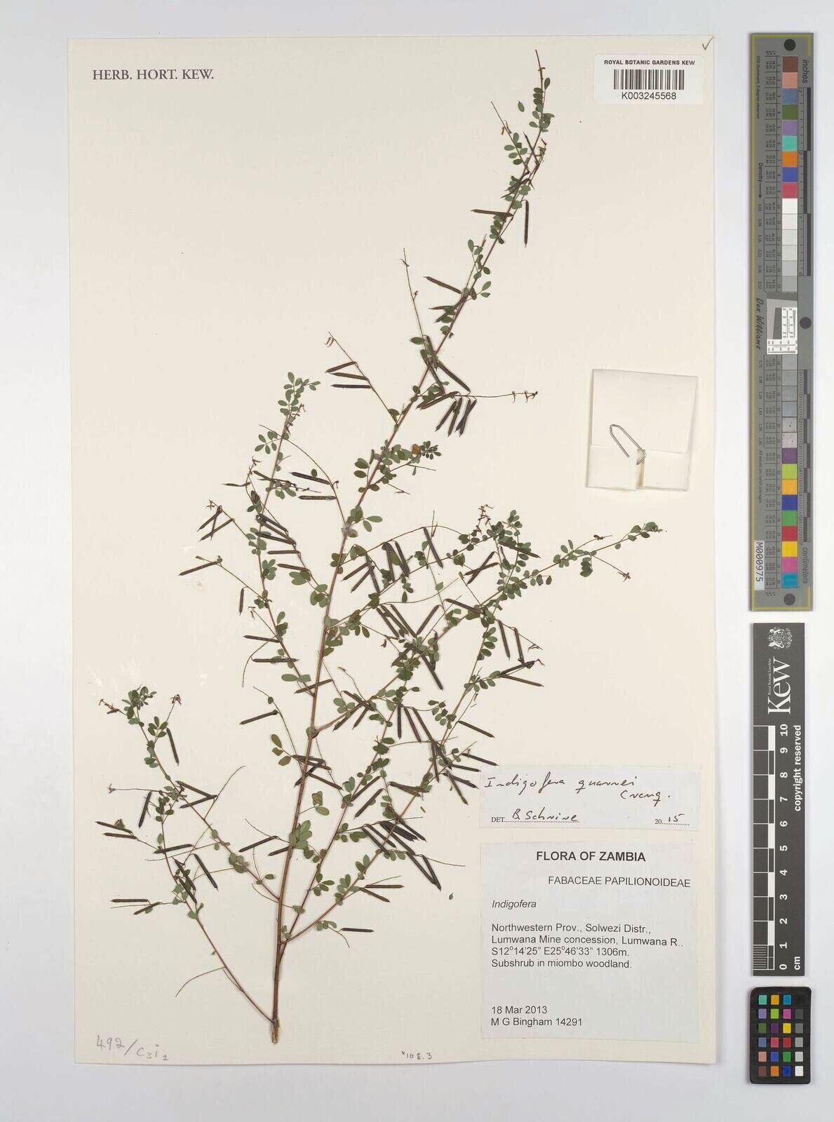 Indigofera quarrei — houseplant care guide