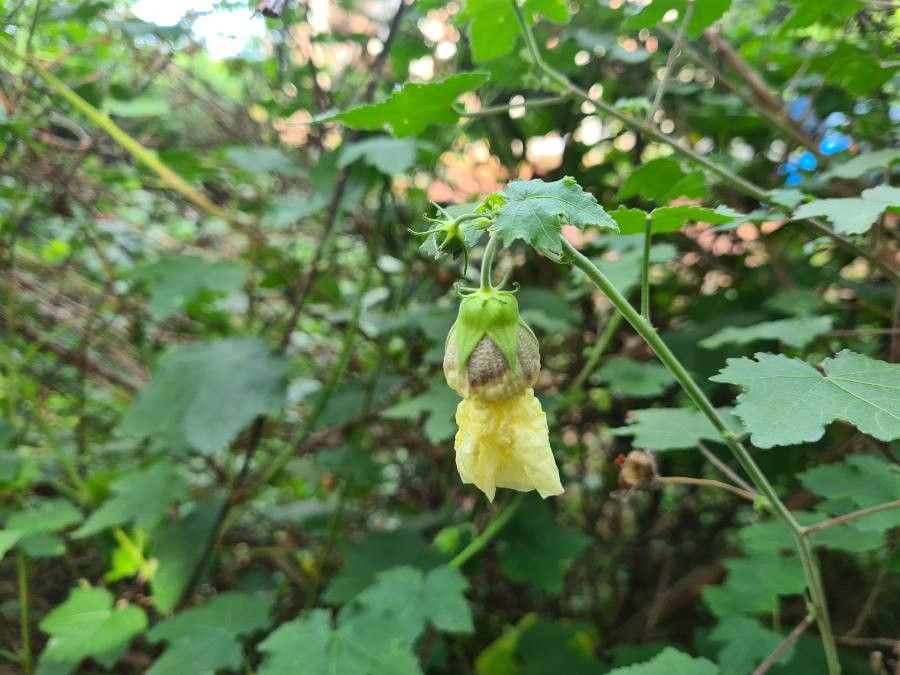 Hibiscus vitifolius flower