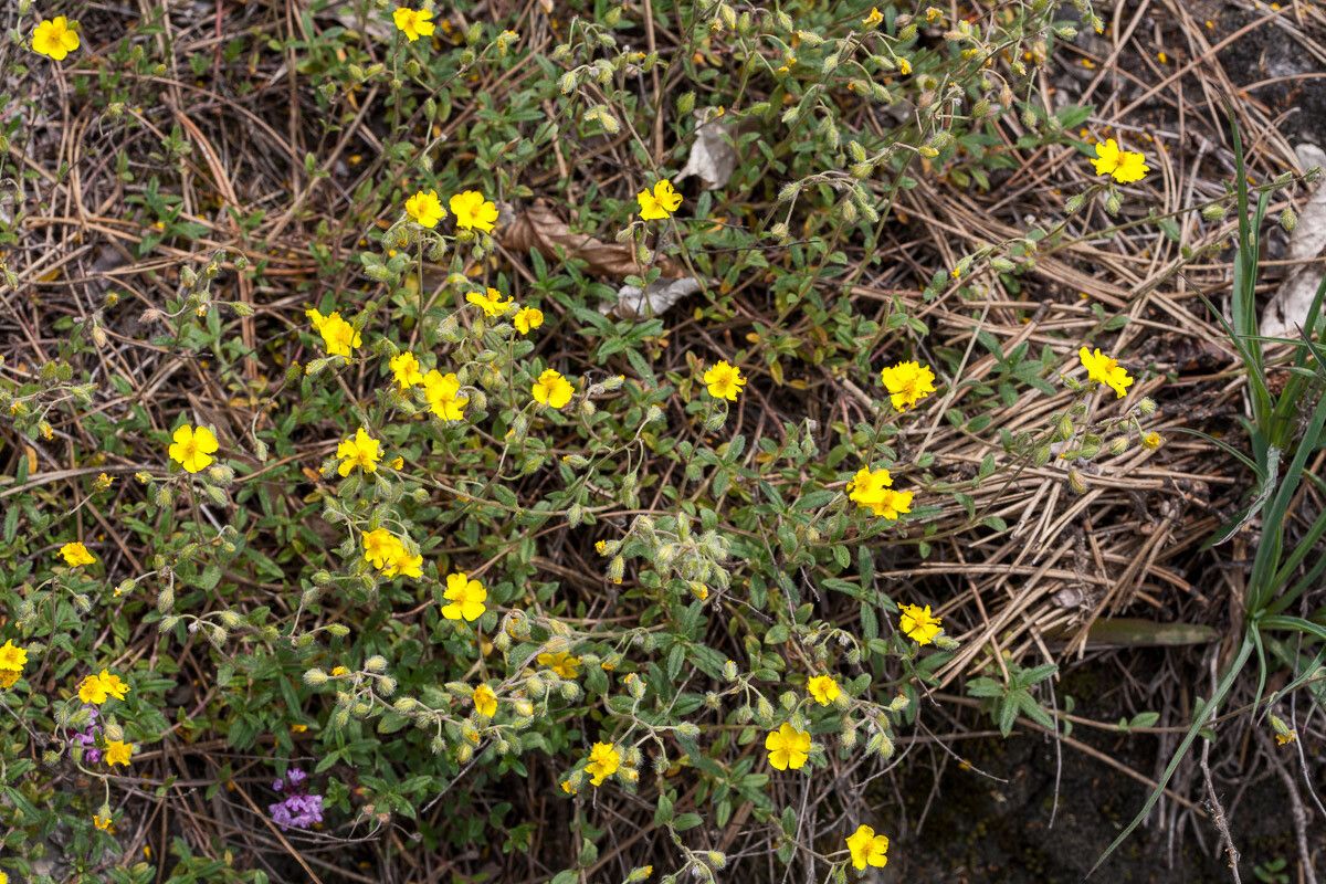 Helianthemum canum — houseplant care guide