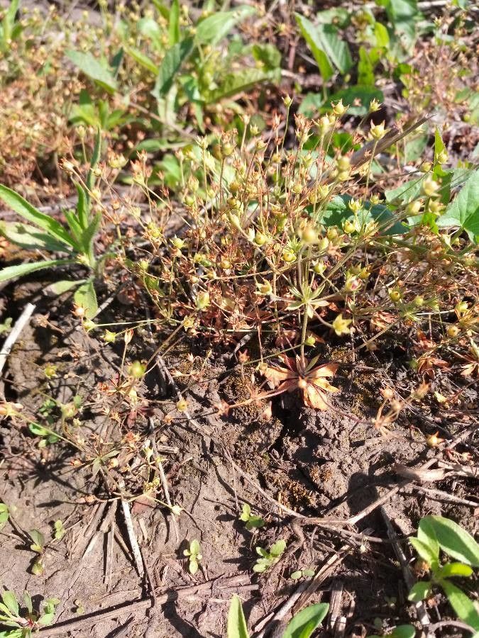 Androsace occidentalis — search result for 'Midwestern'