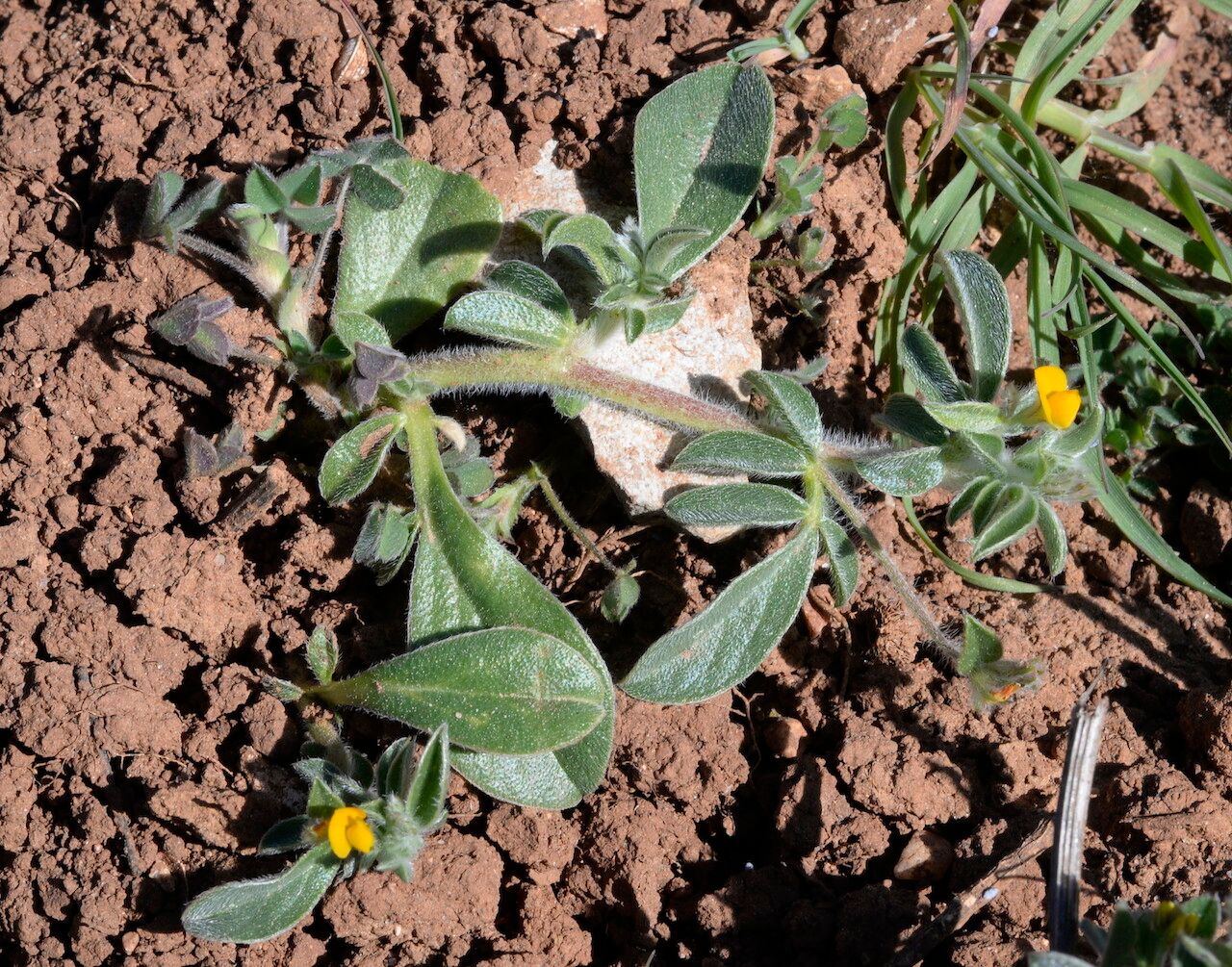 Anthyllis circinnata flower
