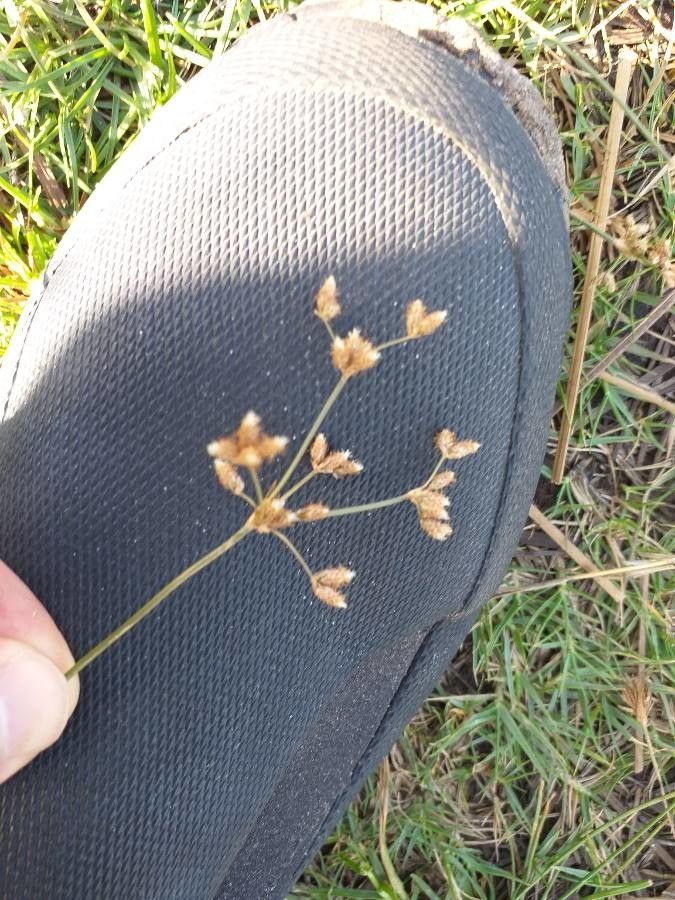Fimbristylis dichotoma flower