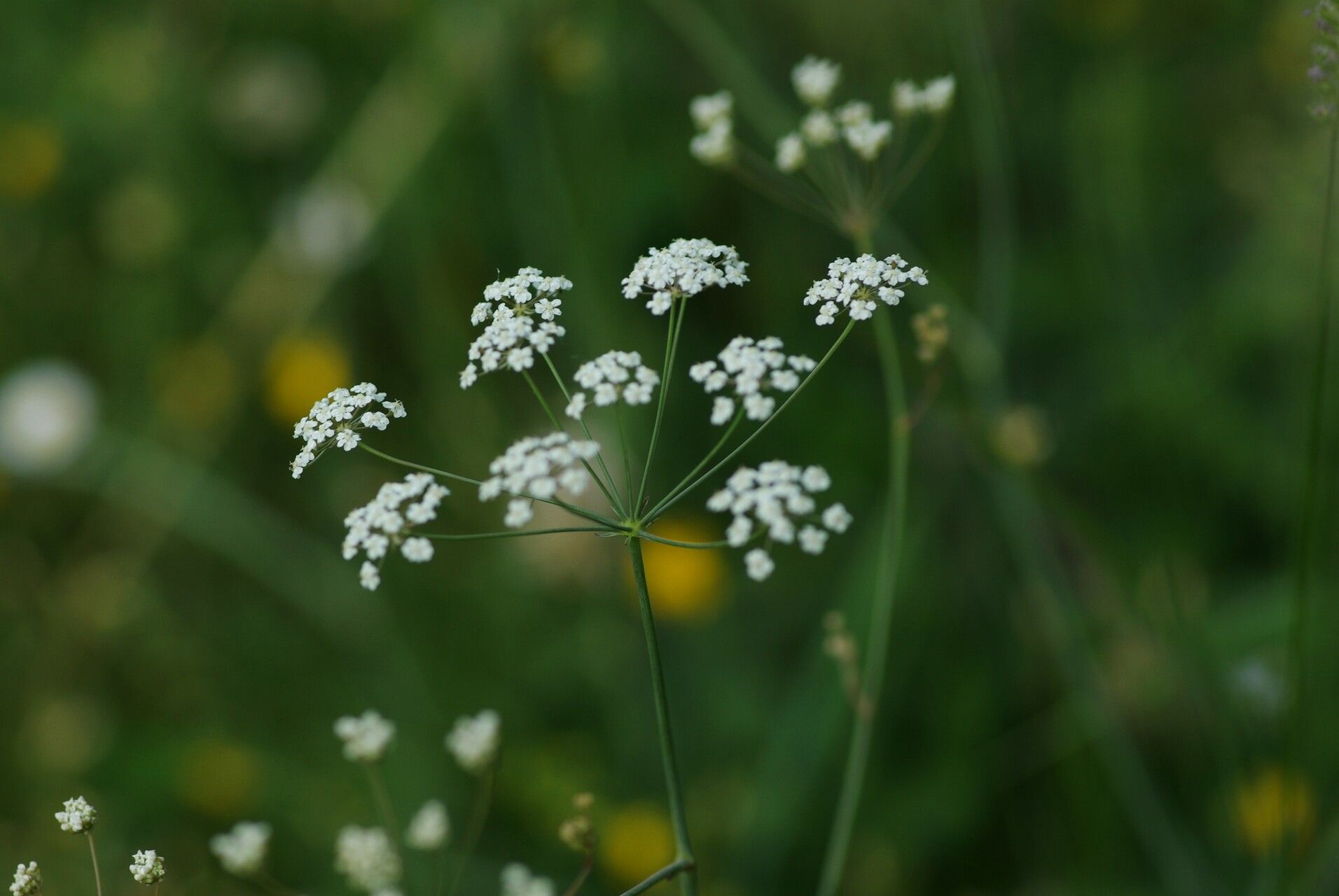 Carum verticillatum flower