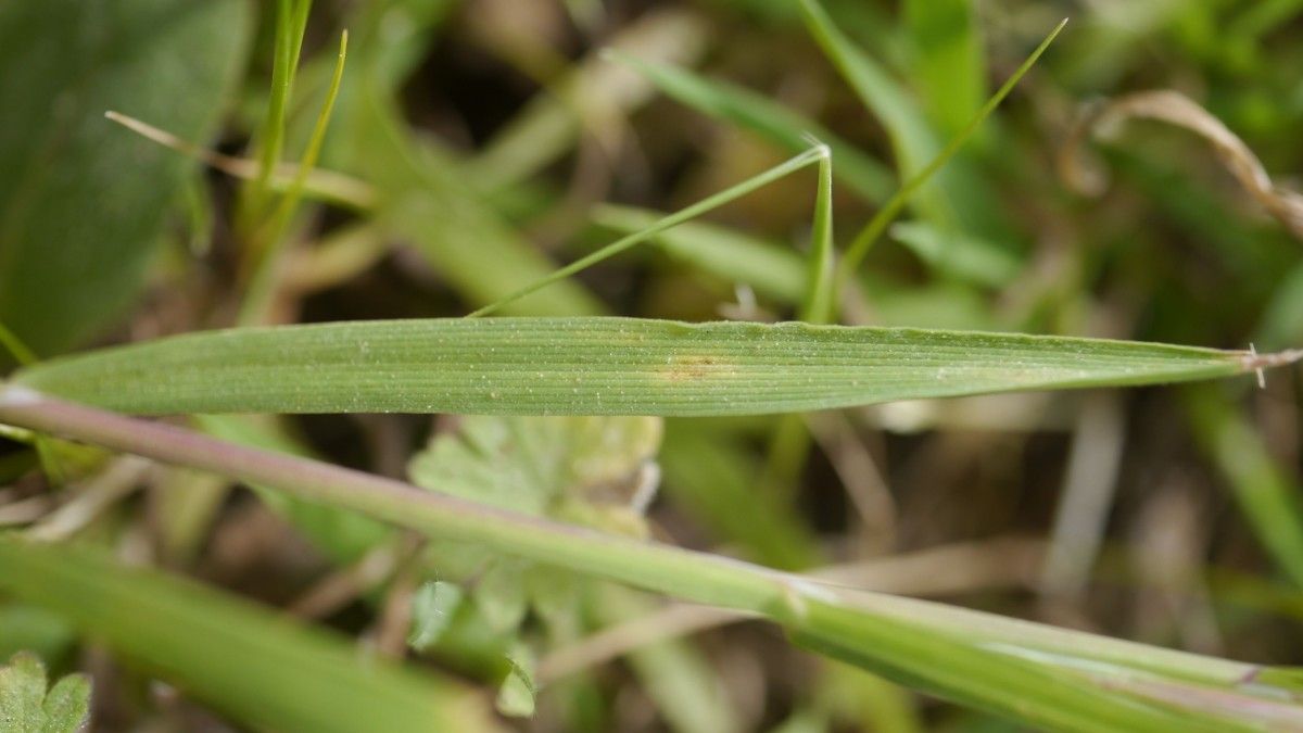 Anisantha rigida leaf