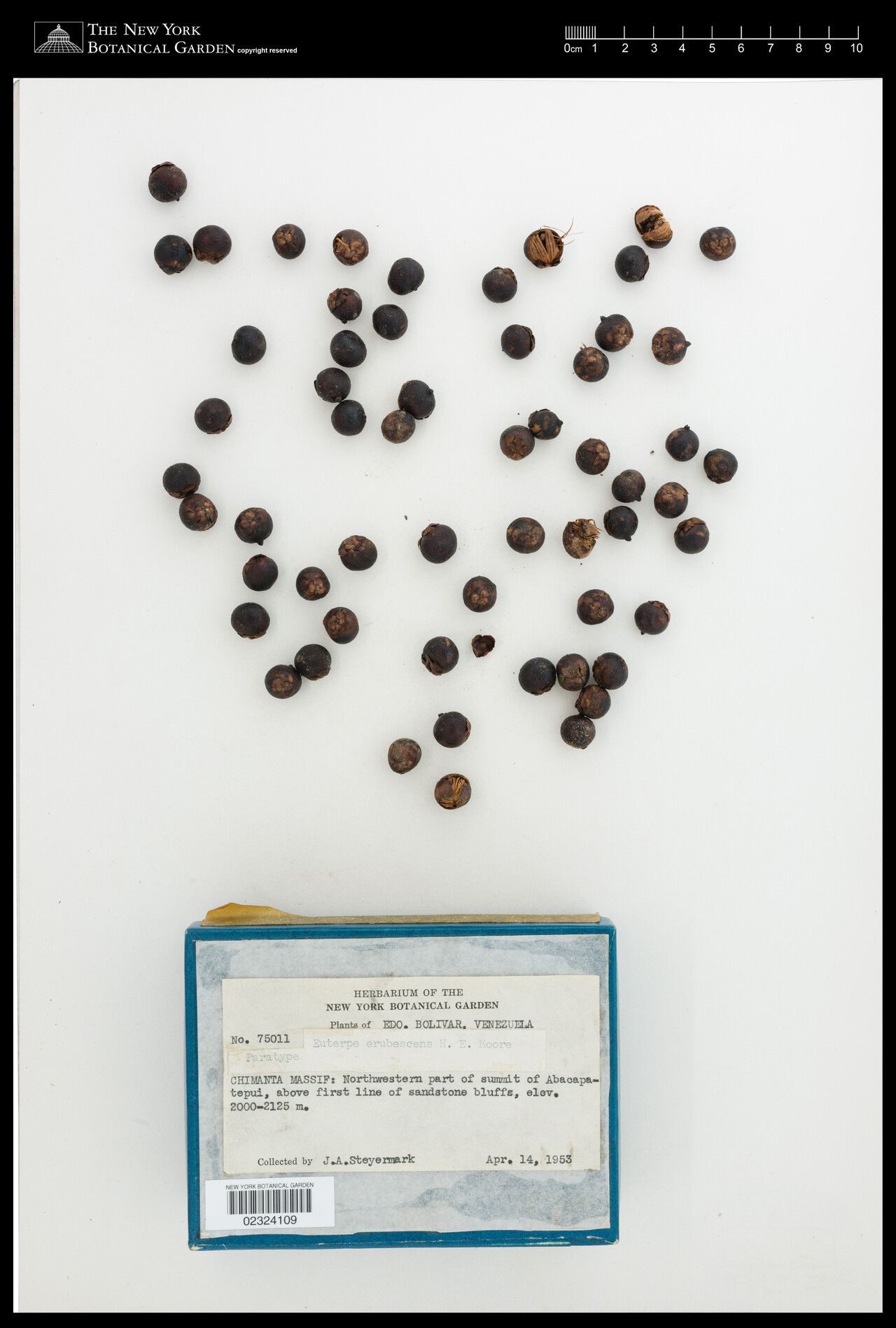 Euterpe catinga fruit