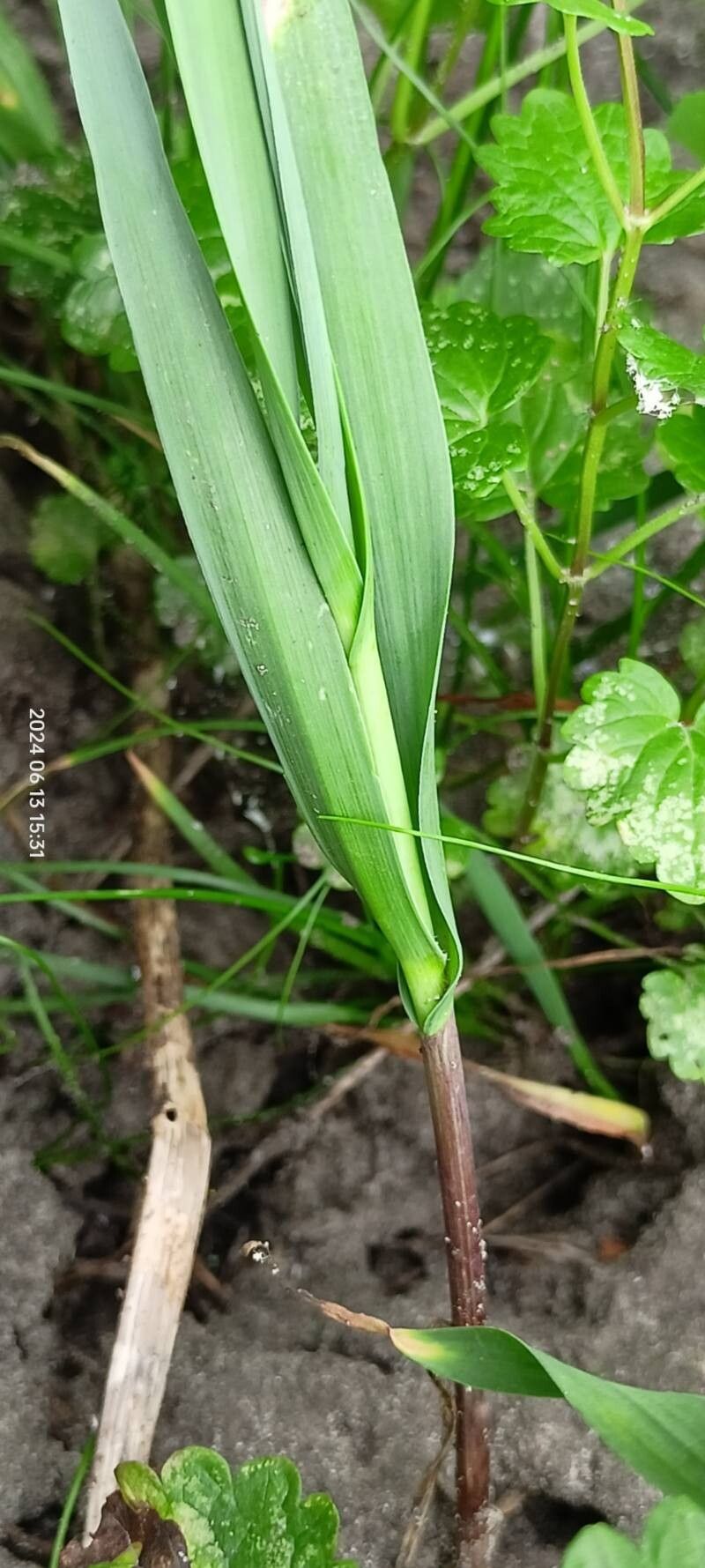 Allium obliquum — houseplant care guide