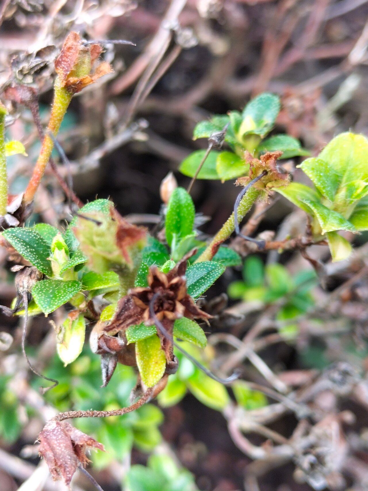 Rhododendron keleticum — houseplant care guide