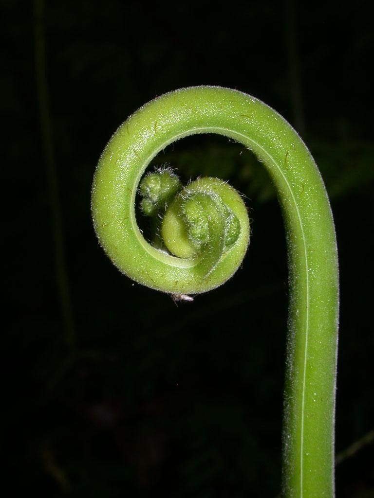 Hypolepis hostilis fruit