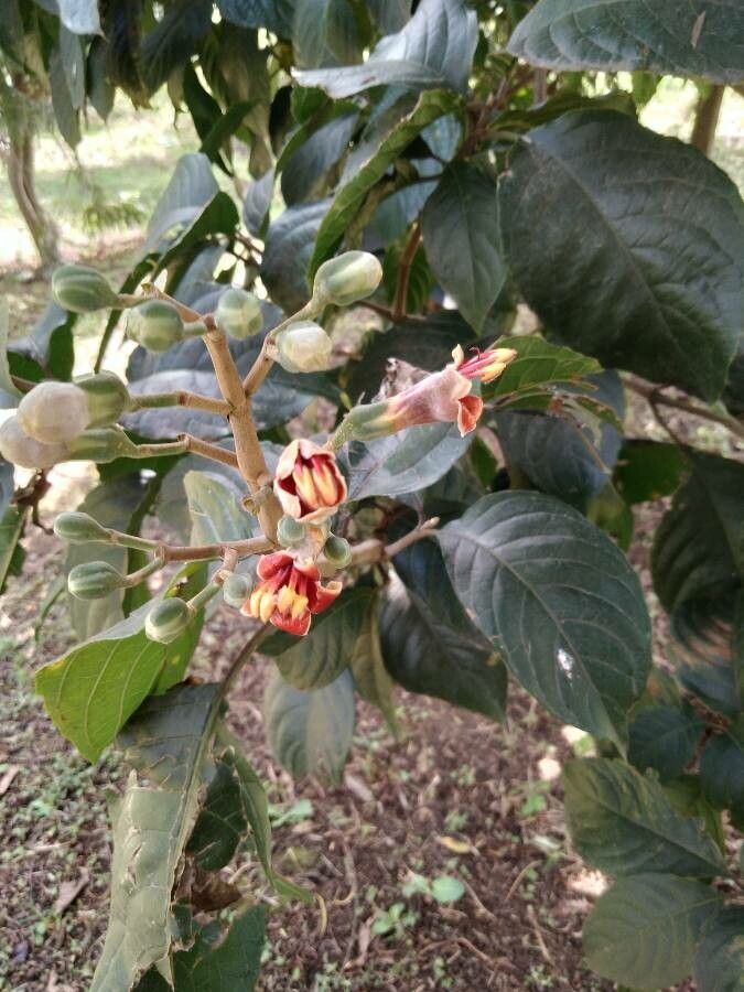 Trichanthera gigantea flower