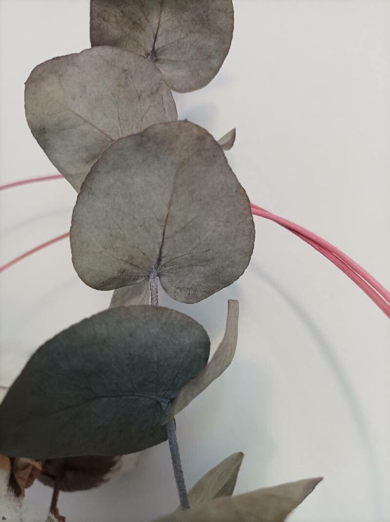 Eucalyptus perriniana habit