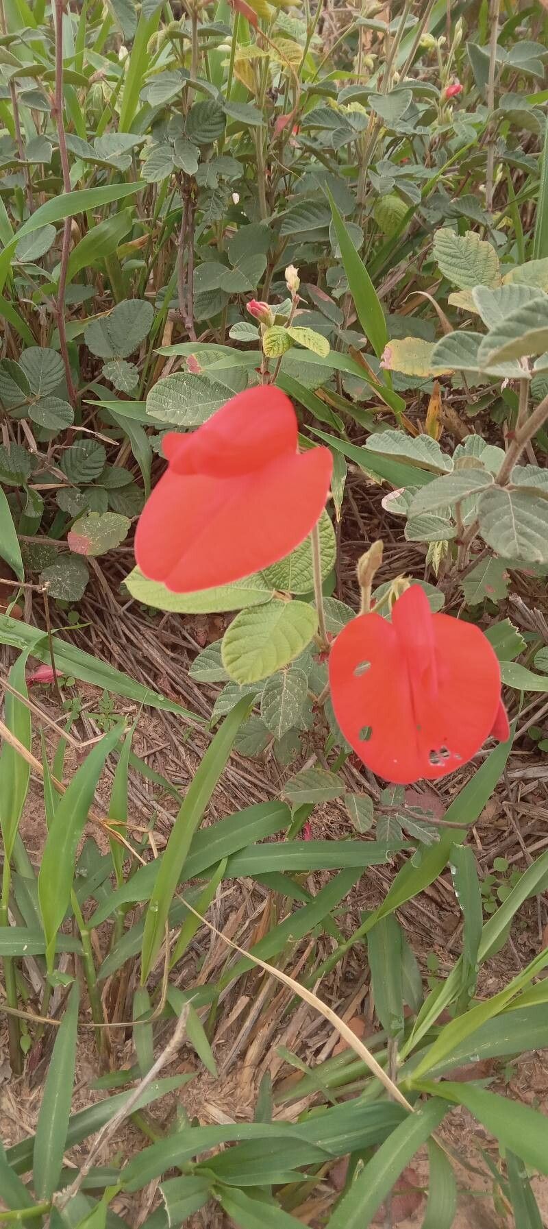 Periandra coccinea flower