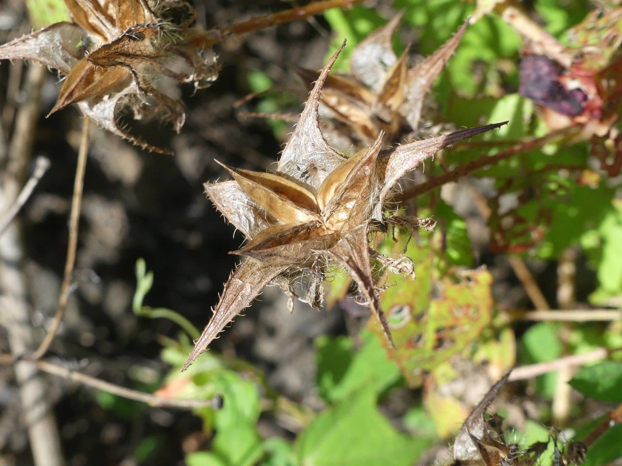 Hibiscus surattensis fruit