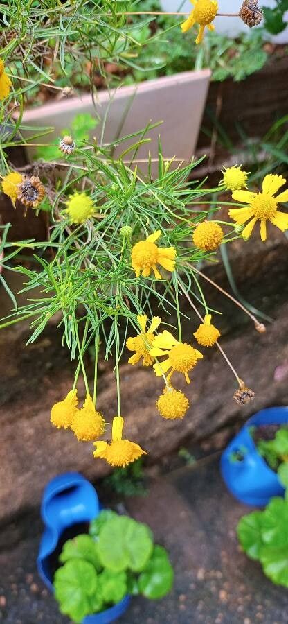 Helenium amarum leaf