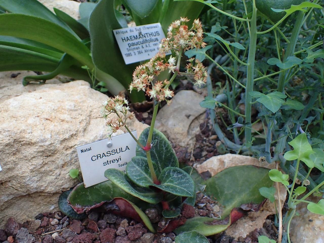 Crassula streyi habit