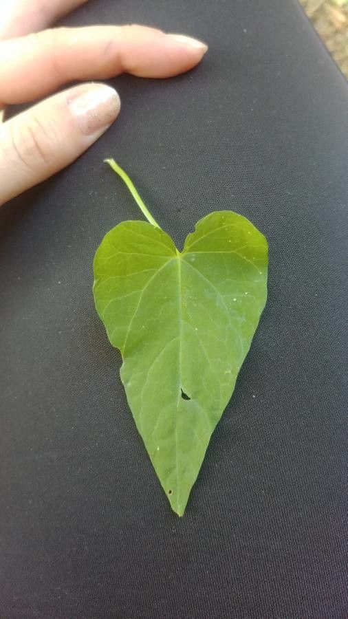 Calystegia purpurata leaf