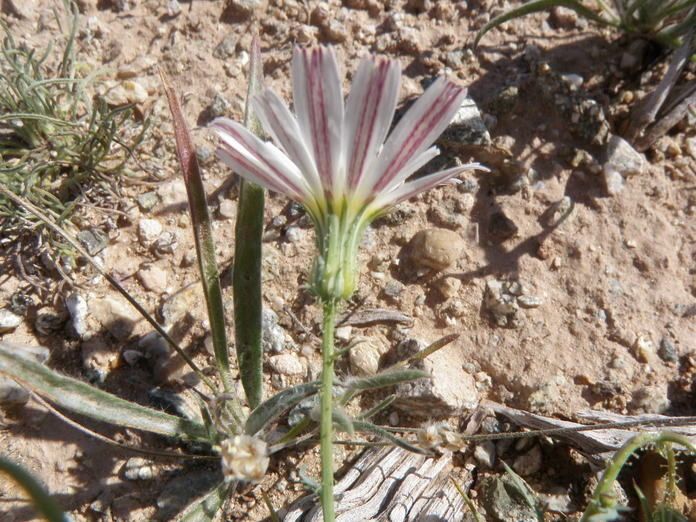 Calycoseris wrightii — houseplant care guide