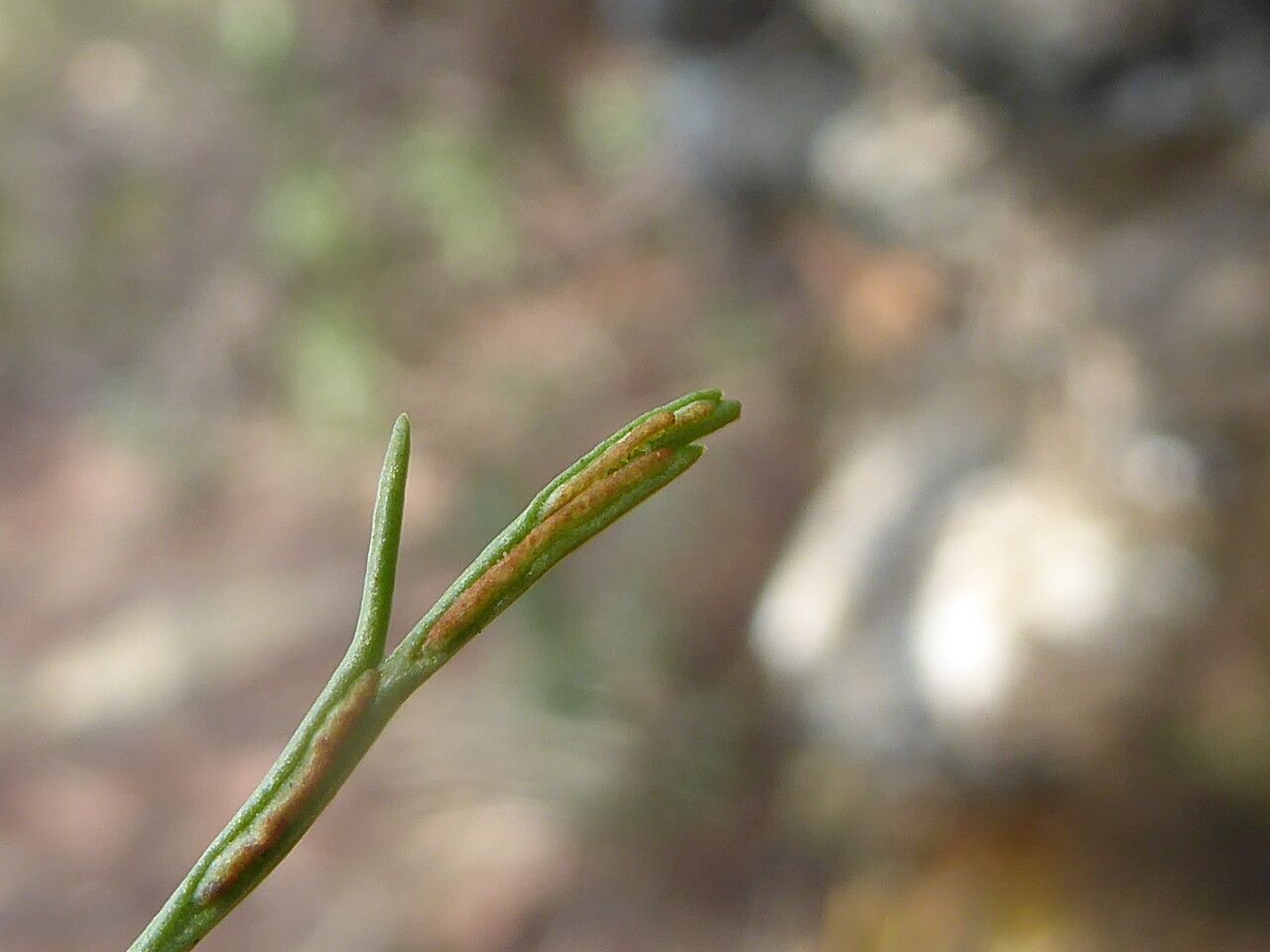 Asplenium septentrionale fruit