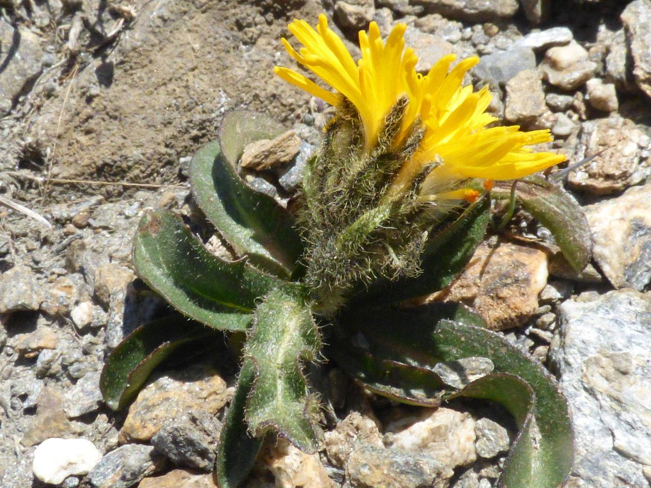 Crepis rhaetica habit