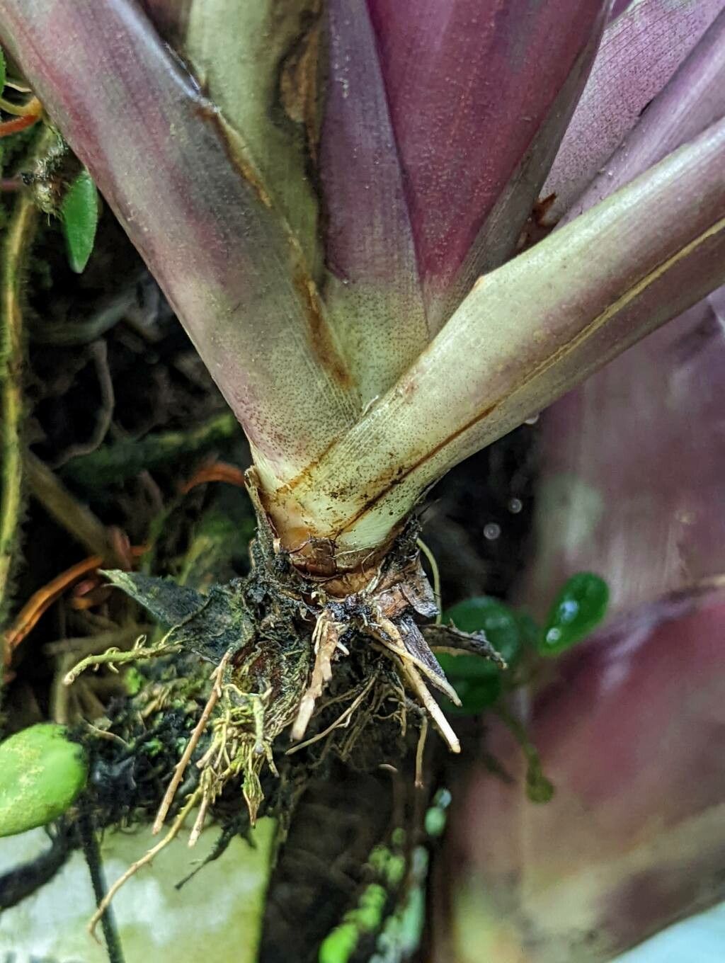 Nidularium purpureum bark