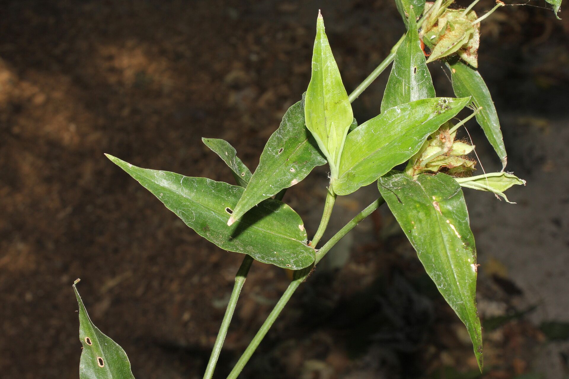 Commelina obliqua leaf