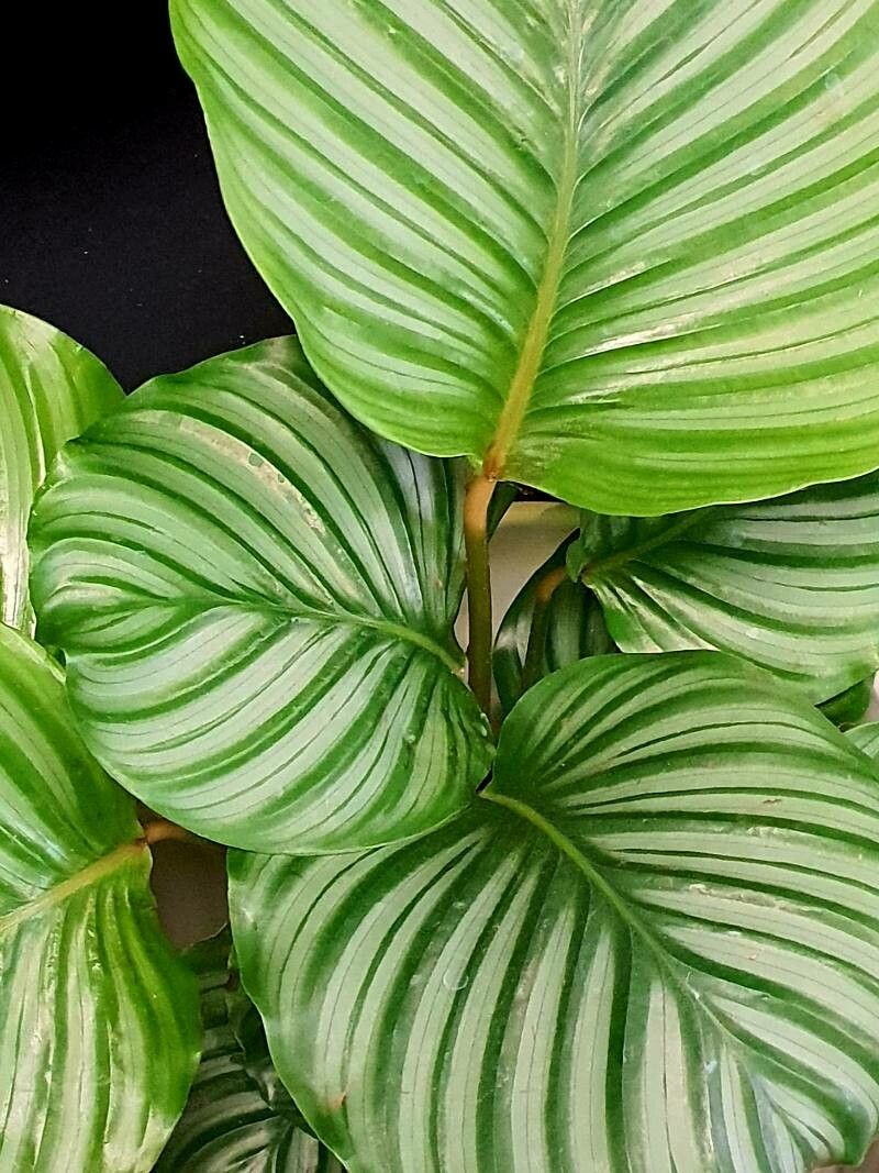 Goeppertia fasciata — search result for 'Goeppertia'