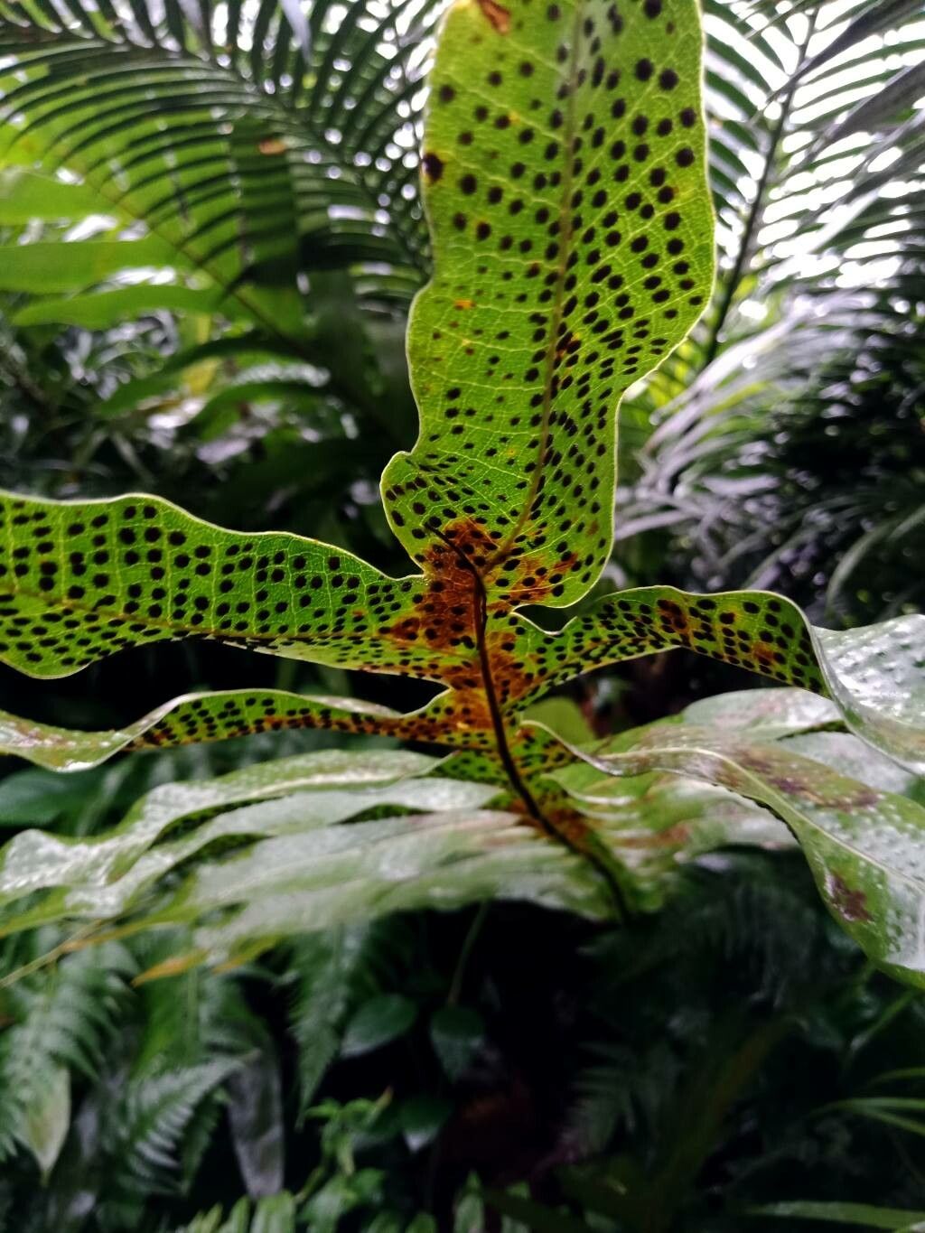 Drynaria roosii — search result for 'Drynaria'