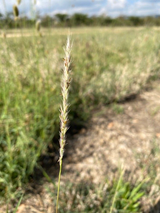 Pennisetum stramineum flower