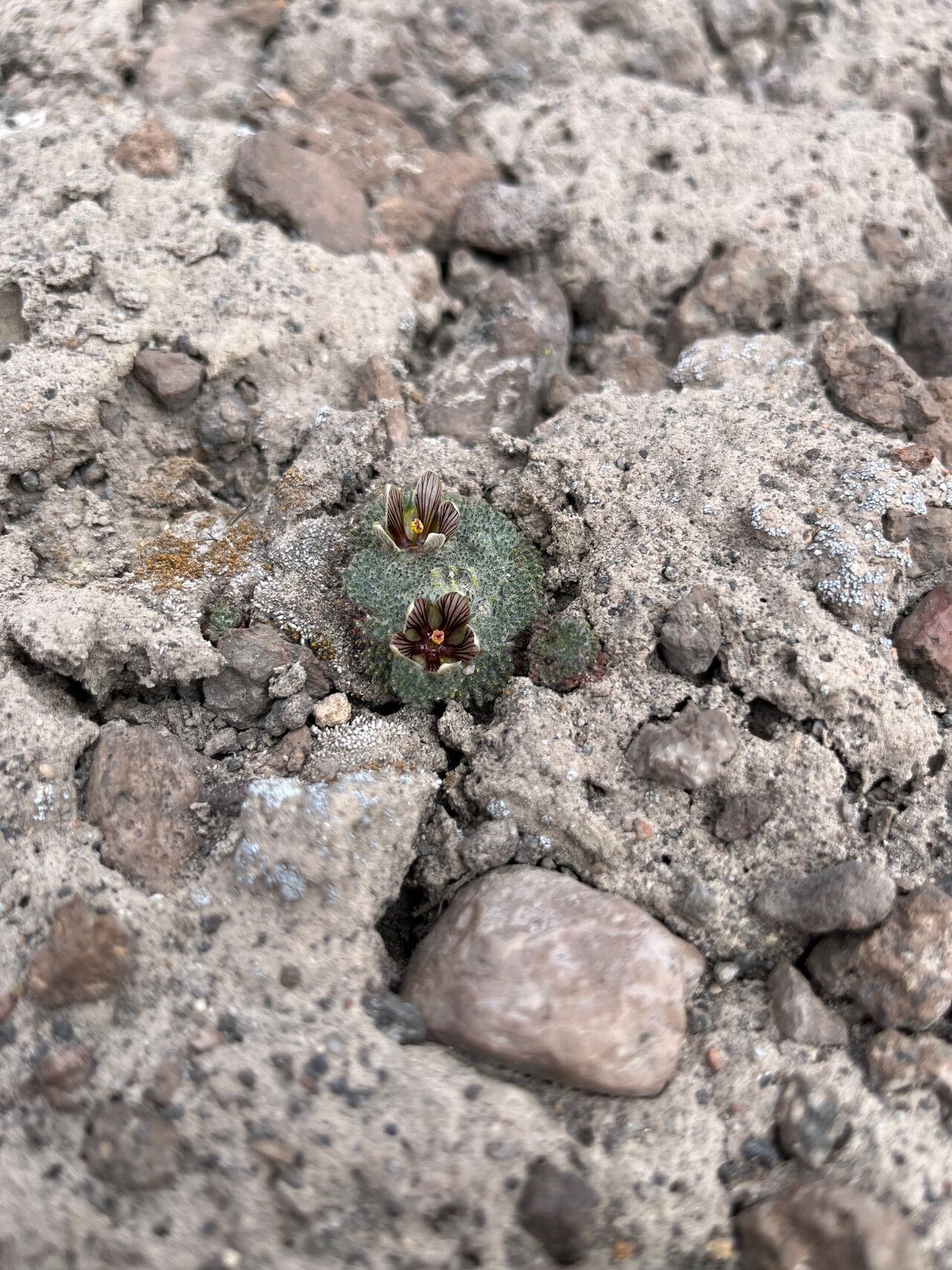 Nototriche staffordiae habit