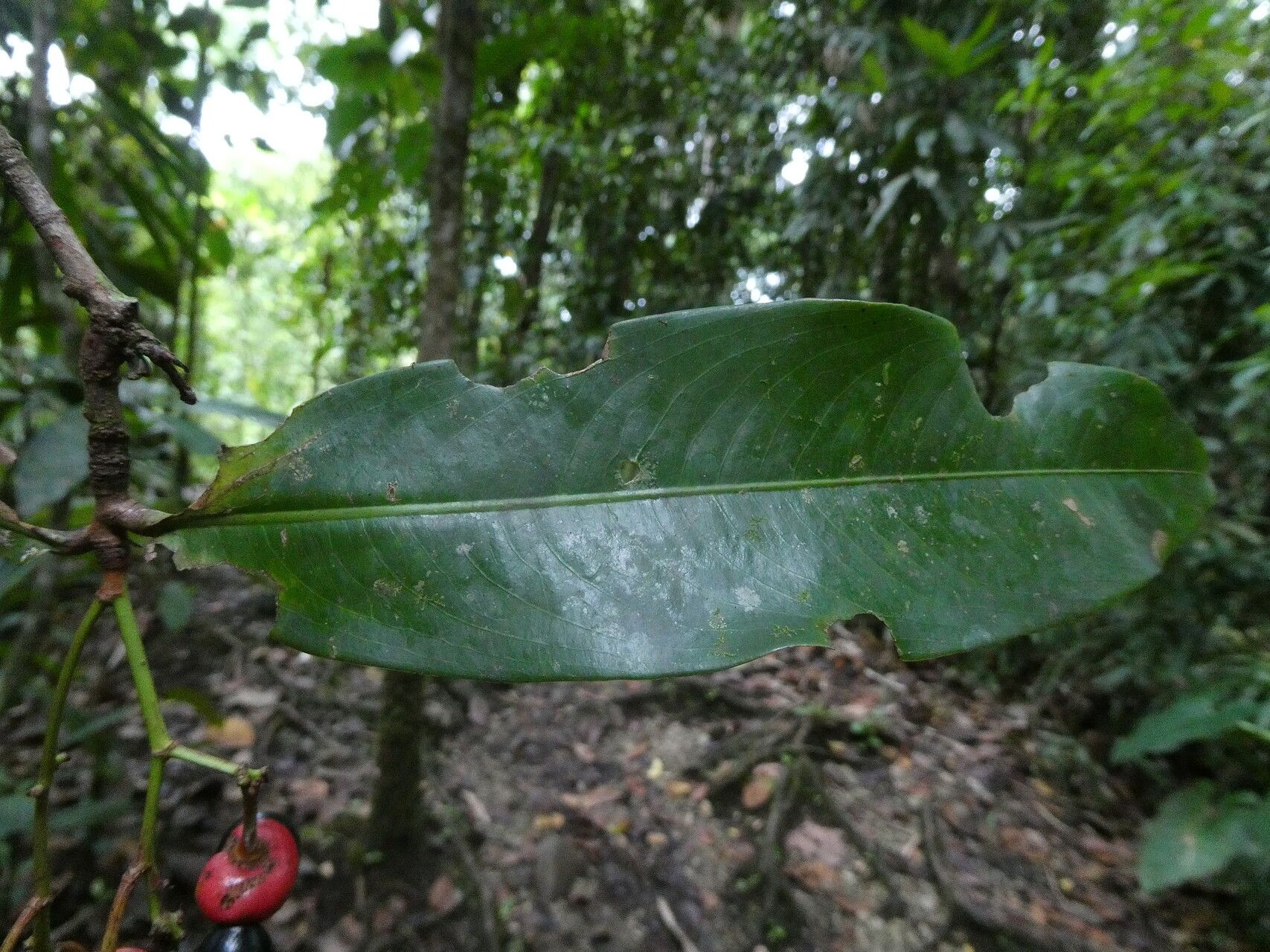 Ouratea longifolia — houseplant care guide