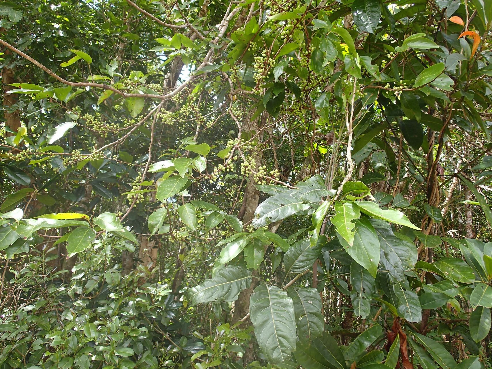 Lasiochlamys cordifolia habit