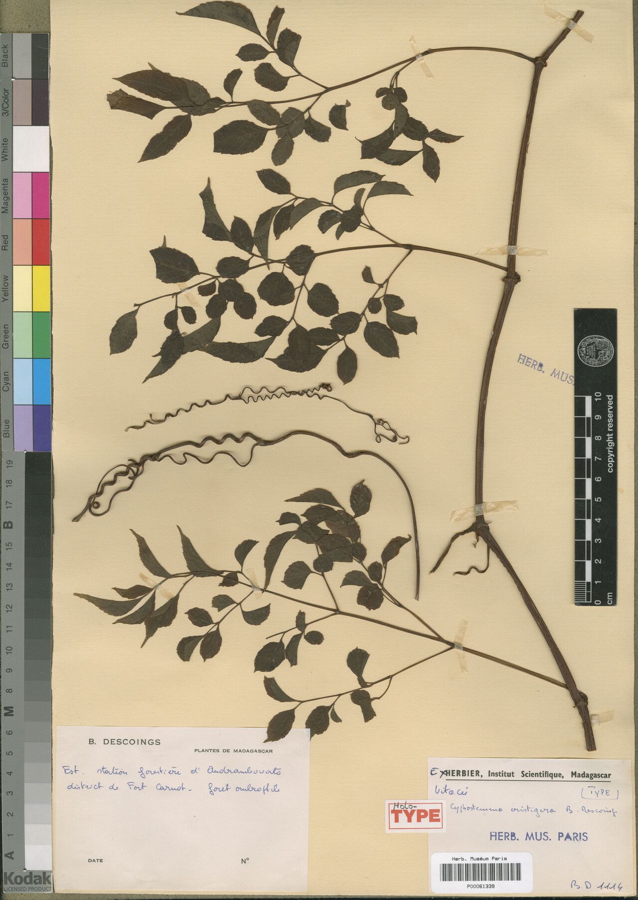 Cyphostemma cristigera — search result for 'Cyphostemma'