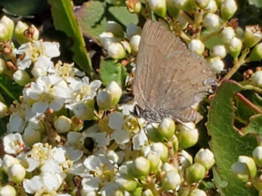 Sorbus californica flower