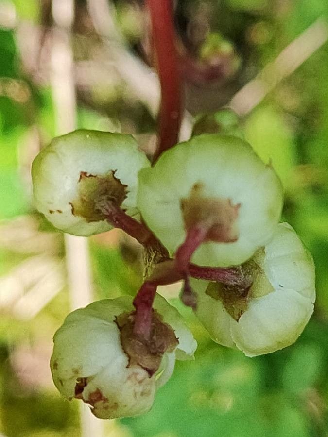 Pyrola chlorantha fruit