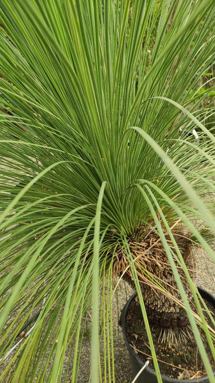 Xanthorrhoea quadrangulata habit