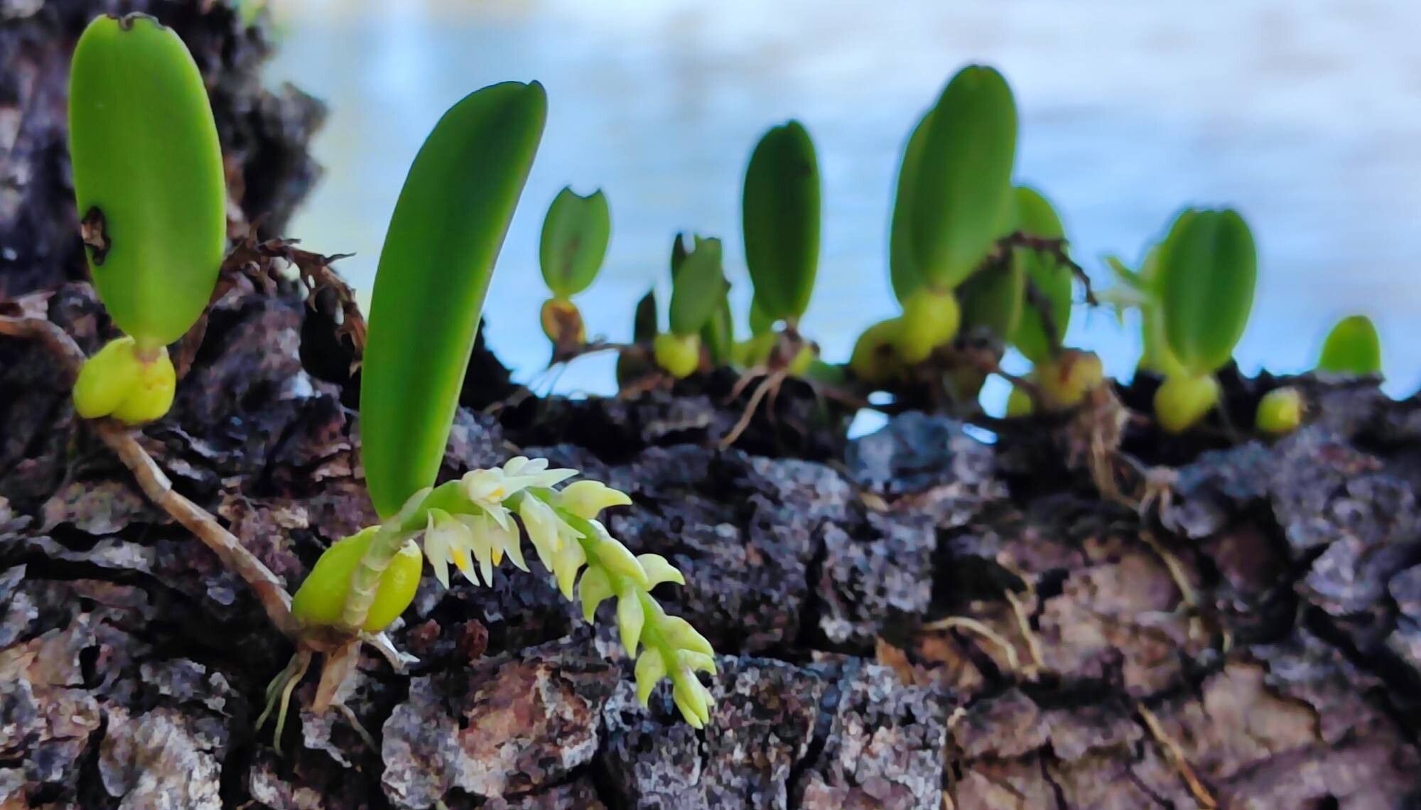 Bulbophyllum humblotii habit