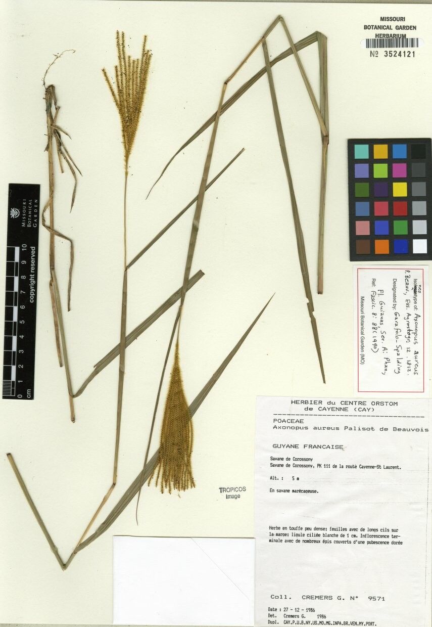 Axonopus aureus other